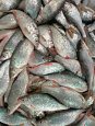 Baltic herring fresh fillet | Gallery roach 