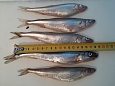 herring fillets in 5kg vacuum | Gallery Smelt from sea 