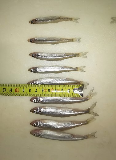Smelt from lake Smelt from lake | Gallery