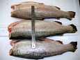 Baltic herring | Gallery  