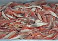 Baltic herring rollmops in vacum | Gallery  