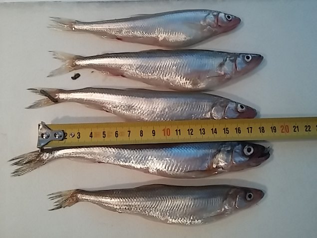 Smelt from sea Smelt from sea | Gallery